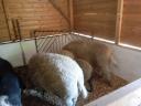 Mangalica süldők eladók.