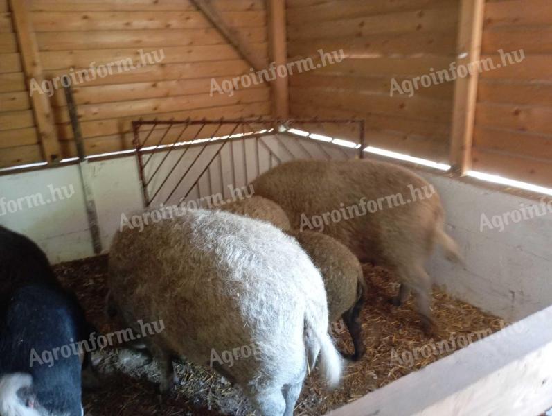 Mangalica süldők eladók.