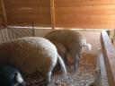 Mangalica süldők eladók.
