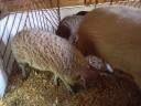 Mangalica süldők eladók.