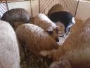 Mangalica süldők eladók.