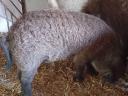 Mangalica süldők eladók.