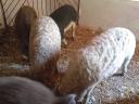Mangalica süldők eladók.