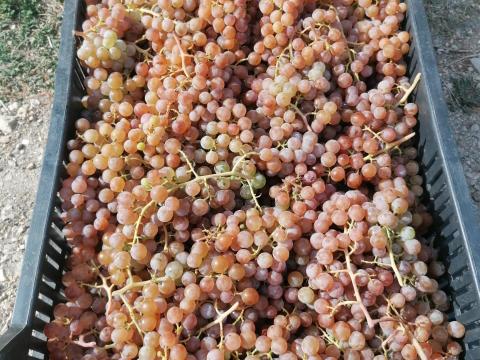 Cserszegi fűszeres szőlő eladó Cserszegi fűszeres szőlő eladó