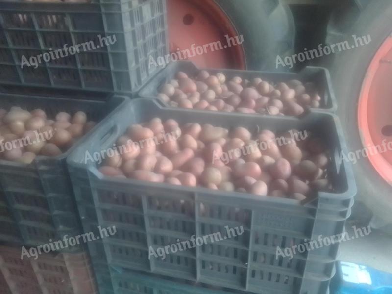 Burgonya, vető méretű őszi, Fabiola