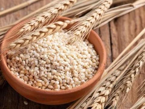 Őszi búza eladó – tisztított, vetésre is alkalmas