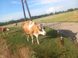 Uszódi szarvasmarha telepre fejni tudó  embert keresek