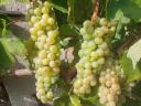 Furmint és hárslevelű szőlő eladó Sárospatakon