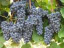 Eladó Merlot szőlő az Egri Borvidéken