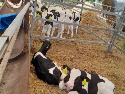 Bika borjak eladók Bika borjak eladók