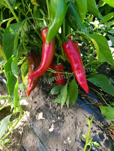 Szegedi 80-as fűszerpaprika eladó