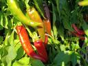 Szegedi 80-as fűszerpaprika eladó