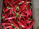 Szegedi 80-as fűszerpaprika eladó