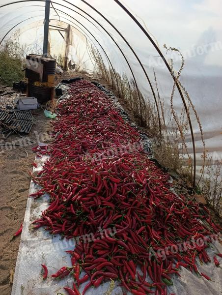 Szegedi 80-as fűszerpaprika még a hétvégéig elérhető