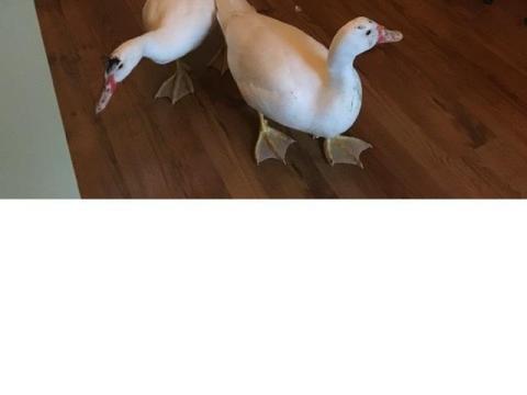 Eladó néma kacsák - 2 db egészséges, jól fejlett példány Eladó néma kacsák - 2 db egészséges, jól fejlett példány