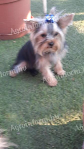 Yorkshire terrier, 1 éves törzskönyvezett kan, chip és oltások rendben