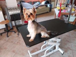 Yorkshire terrier, 10 hónapos, német törzskönyves kan, fekete-cser színű, chip és oltások rendben