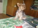 Yorkshire terrier, 10 hónapos, német törzskönyvvel rendelkező kan, fekete-cser színű, chip és oltások rendben