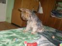 Yorkshire terrier, 10 hónapos, német törzskönyvvel rendelkező kan, fekete-cser színű, chip és oltások rendben