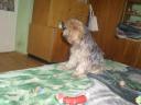 Yorkshire terrier, 10 hónapos, német törzskönyvvel rendelkező kan, fekete-cser színű, chip és oltások rendben