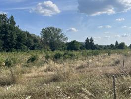 3,3 ha 3 éves bodzaültetvény eladó Bernecebarátiban