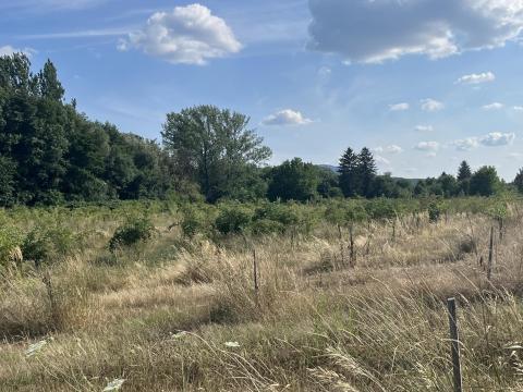 3,3 ha 3 éves bodzaültetvény eladó Bernecebarátiban 3,3 ha 3 éves bodzaültetvény eladó Bernecebarátiban