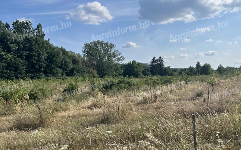 3,3 ha 3 éves bodzaültetvény eladó Bernecebarátiban