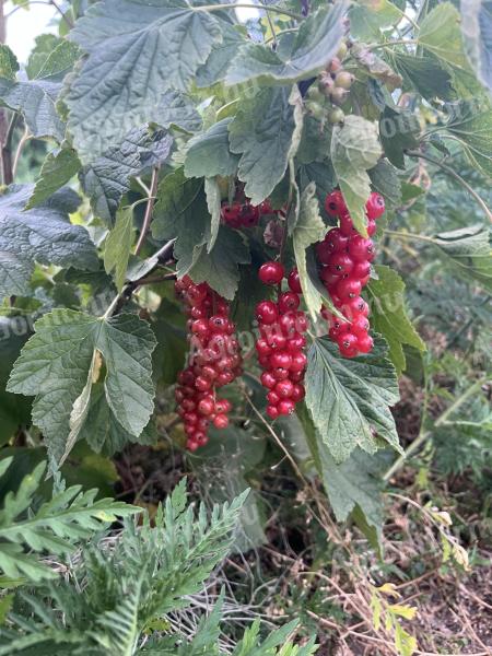 2,7 hektáros, 5 éves ribizli- és bodzaültetvény eladó Bernecebarátiban