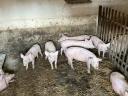 Eladó kis malac, 25-30 kg-os