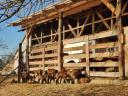 Eladó komplex farmgazdaság istállóval,  sajtüzemmel,  lakóházzal és melléképületekkel Gyűrűfűn