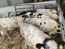 Holstein x kék belga keverék növendék üszők eladók