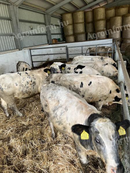 Holstein x kék belga keverék növendék üszők eladók