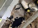 Holstein x kék belga keverék növendék üszők eladók