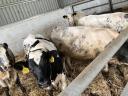 Holstein x kék belga keverék növendék üszők eladók