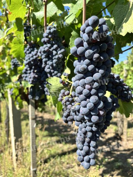 Pinot Noir borszőlő eladó Bicskén