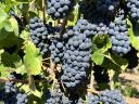 Pinot Noir borszőlő eladó Bicskén