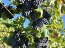 Pinot Noir borszőlő eladó Bicskén