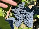Pinot Noir borszőlő eladó Bicskén