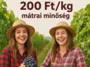 Zweigelt szőlő eladó - ingyen bogyózva
