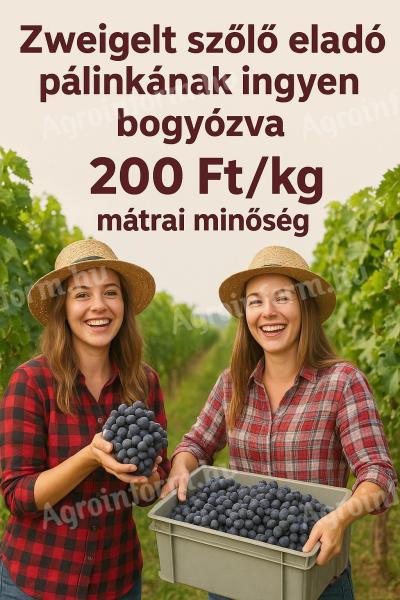 Zweigelt szőlő eladó - ingyen bogyózva