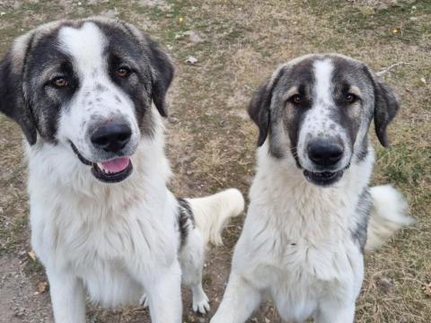 Ingyen elvihető kutyák Ingyen elvihető kutyák