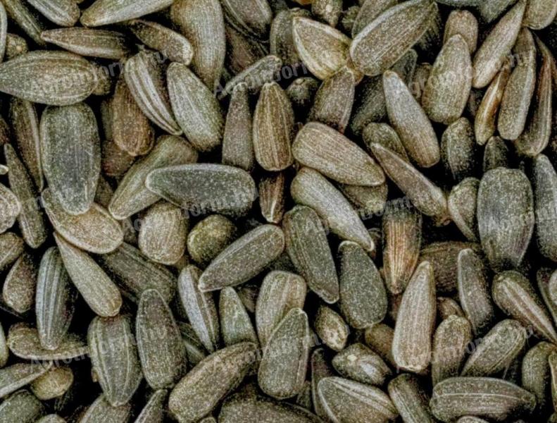 Napraforgó felvásárlás Lo/Ho - 100 tonna, azonnali készpénzes fizetés