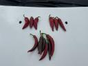 Fűszerpaprika eladó – csöves,  nyers,  szeptemberi szedéssel