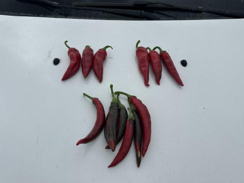 Fűszerpaprika eladó – csöves,  nyers,  szeptemberi szedéssel Fűszerpaprika eladó – csöves,  nyers,  szeptemberi szedéssel