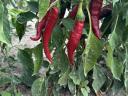 Fűszerpaprika eladó – csöves,  nyers,  szeptemberi szedéssel
