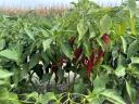 Fűszerpaprika eladó – csöves,  nyers,  szeptemberi szedéssel