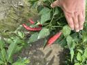 Fűszerpaprika eladó – csöves,  nyers,  szeptemberi szedéssel