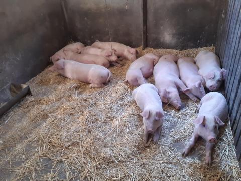 Malacok Eladók Borsodban Malacok Eladók Borsodban