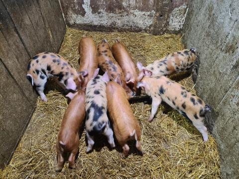 Gyönyörű választási malacok eladók Gyönyörű választási malacok eladók