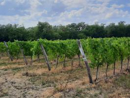 Visonta külterületén szőlőültetvény eladó II